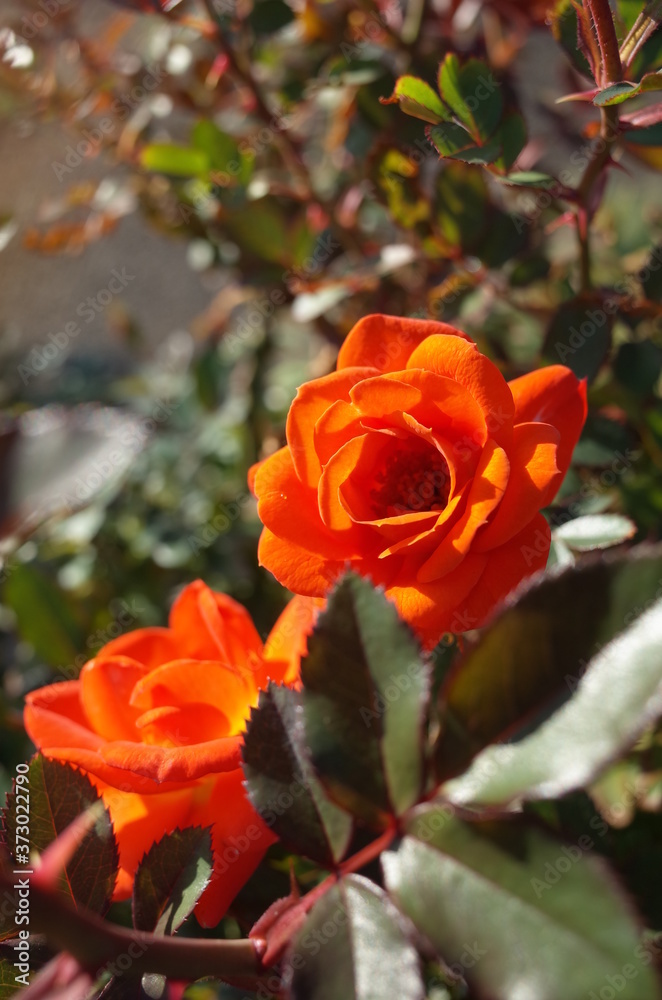 Obraz premium Orange Flower of Rose 'Amber Meillandina' in Full Bloom 