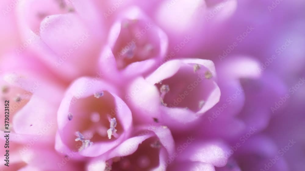 beautiful lilac pink flower macro beautiful lilac pink flower macro