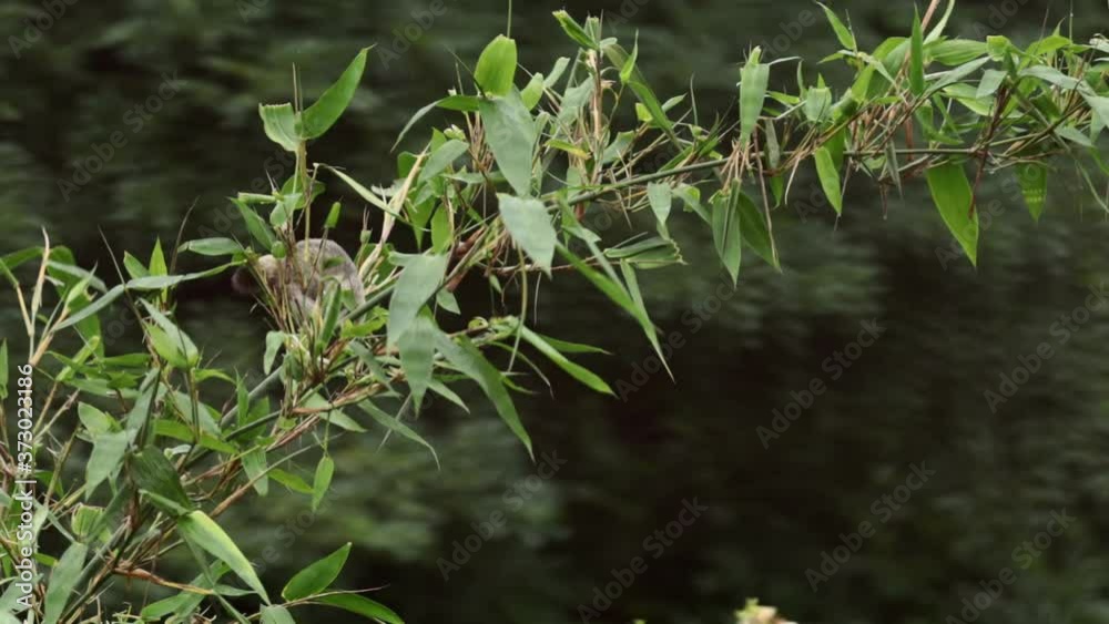 A squirrel eats in the soft bamboo on top of the bamboo. A squirrel eats in the soft bamboo on top of the bamboo.