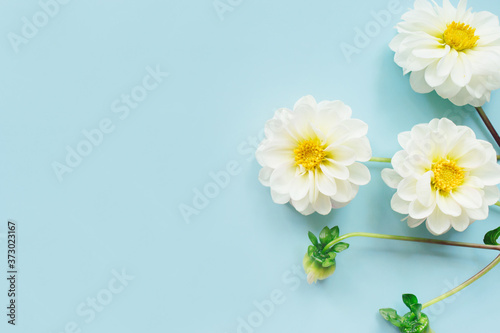 White flowers dahlias on blue background. Flowers composition. Flat lay, top view, copy space. Summer, autumn concept.