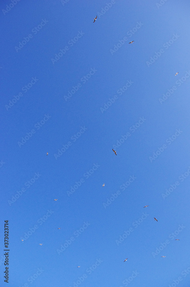 青空に飛ぶ鳩 青空に飛ぶ鳩