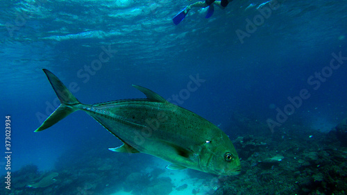 Trevally fish on great barrier reef