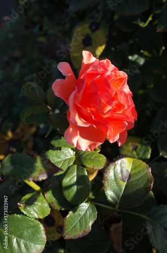 Apricot Flower of Rose  Anna  in Full Bloom 
