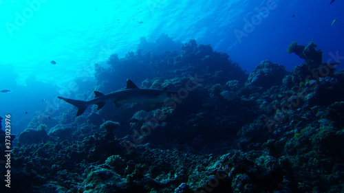 nurse shark great barrier reef coral ecosystem © Eric