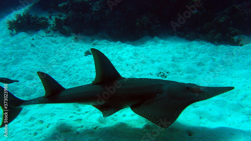 close up of swimming guitar shark in great barrier reef coral ecosystem
