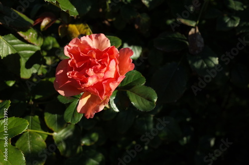 Apricot Flower of Rose 'Anna' in Full Bloom 