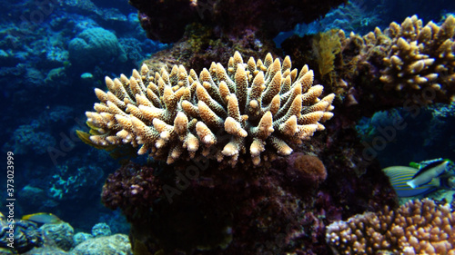 great barrier reef coral ecosystem 