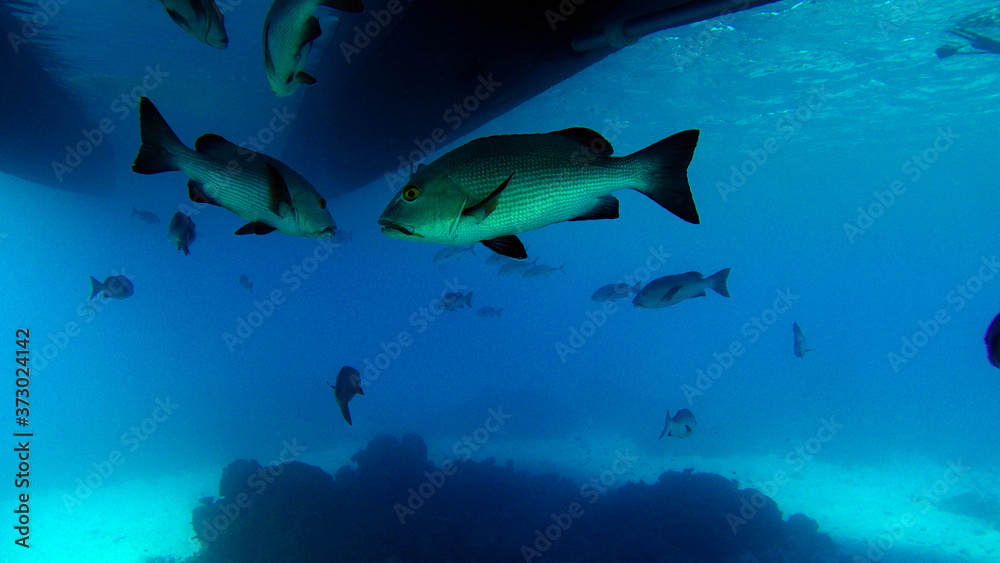 fish hiding below boat in clear blue water fish hiding below boat in clear blue water