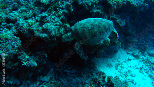 Australian great barrier reef turtle