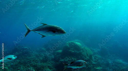 trevally swimming above coral reef
