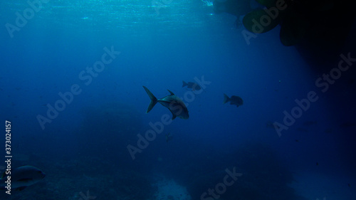 fish in clear blue water