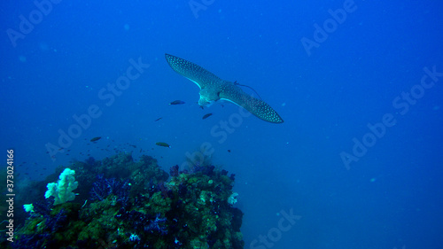 Eagle ray approaching reef