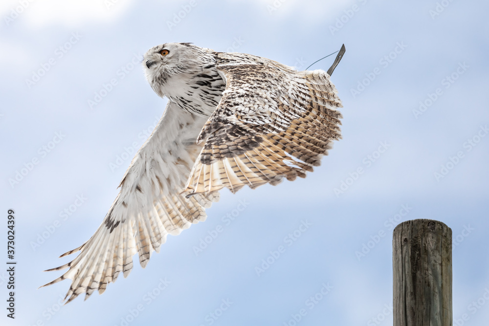 Fototapeta premium Close up of a white owl flying sideways with its wings spread, againsts a blue sky