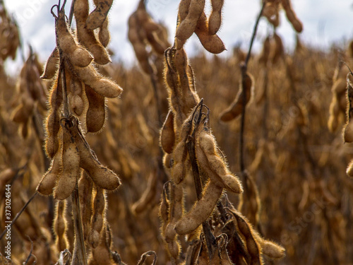 Detail of soy plant in field with selective focus, in Mato Grosso State, Brazil