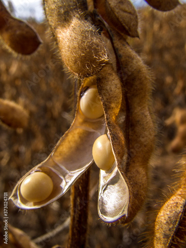 Canvas Print Detail of soy plant in field with selective focus, in Mato Grosso State, Brazil