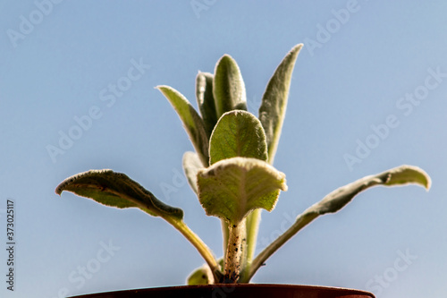 Close-up of the leaves of a young plant (stachys byzantina), stachys lanata, stachys olympica,in a pot in the garden, in Brazil photo