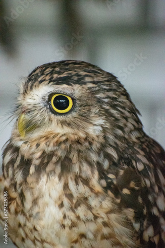 Vertical selective focus shot of a brown burrowing owl looking to the side