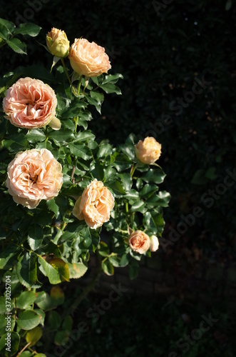 Apricot Flower of Rose 'Antique Lace' in Full Bloom 