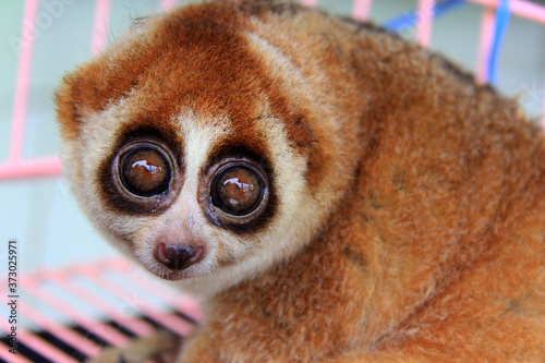 Take a closer look at the exotic animal slow loris (Nycticebus) that was rescued in Pekanbaru, Riau, Indonesia.