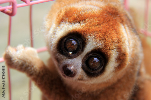 Take a closer look at the exotic animal slow loris (Nycticebus) that was rescued in Pekanbaru, Riau, Indonesia.