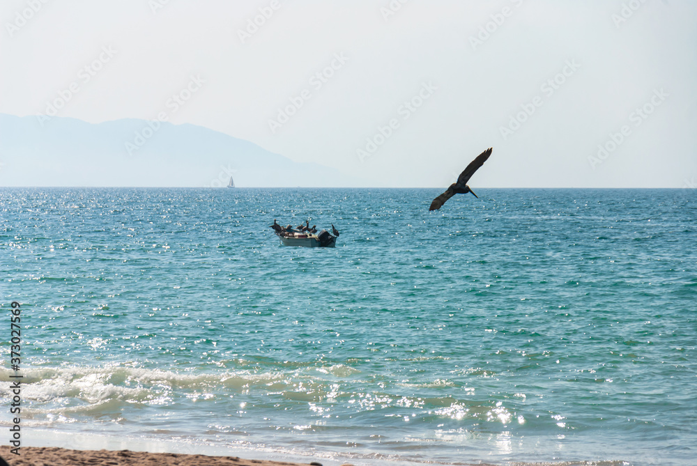 Hermosa vista en Puerto vallarta, bote con pelícanos en medio del mar.