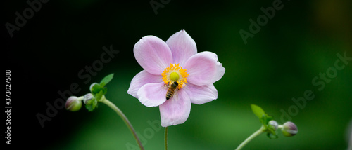 pink and white flower with bee © Asako