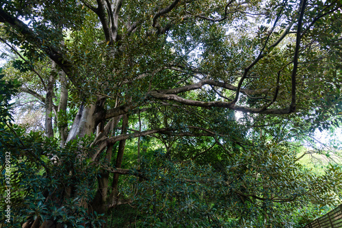 Low angle shot of trees from the garden of Quinta Das Lagrimas, Coimbra, Portugal