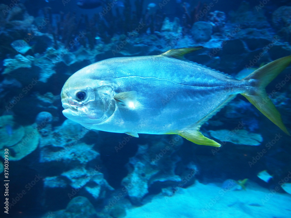tropical fish in aquarium tropical fish in aquarium