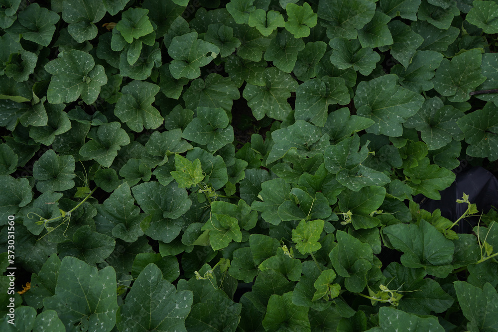 top view of the field of bottle gourd, leaves of bottle gourd, green leaves background and texture. top view of the field of bottle gourd, leaves of bottle gourd, green leaves background and texture.