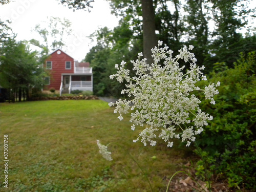 white flower in garden in front of red suburban house in summer