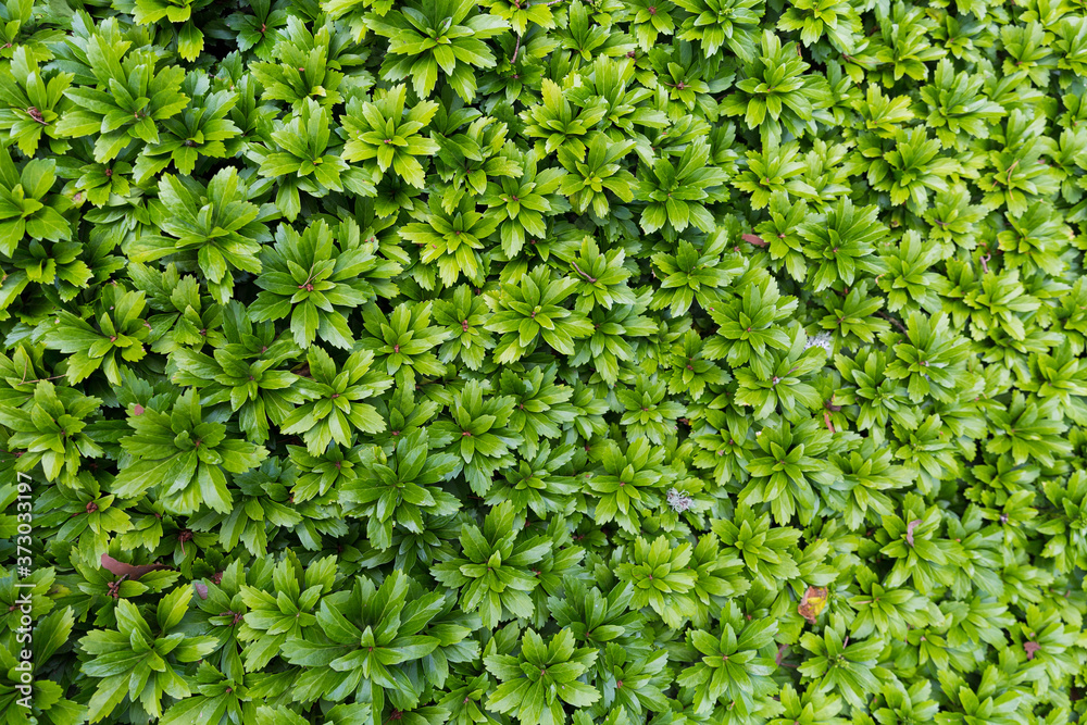 Green plants in a garden Green plants in a garden