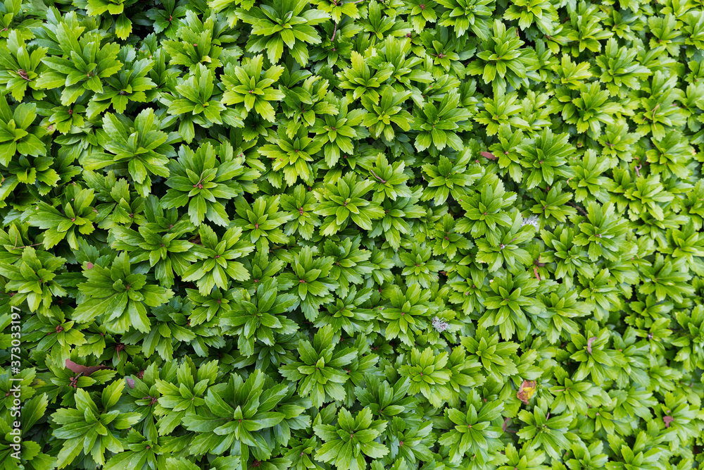 Green plants in a garden