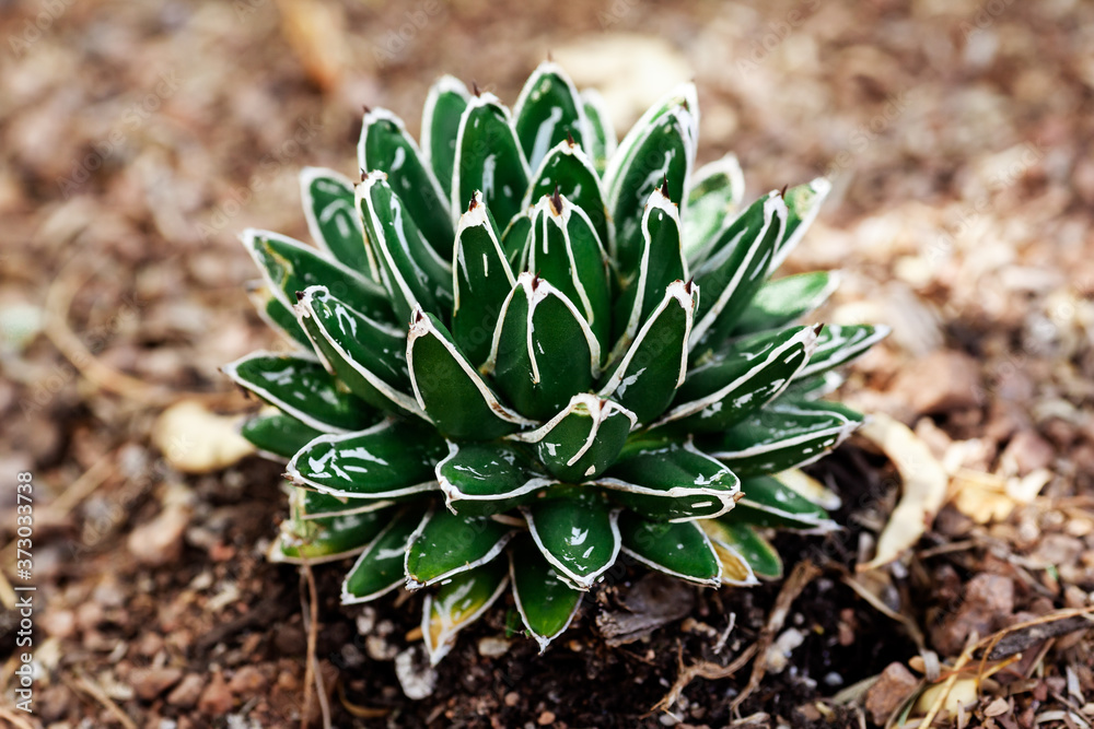 Φωτογραφία Closeup of Queen Victoria Agave in Arizona, ornamental plant in natural light