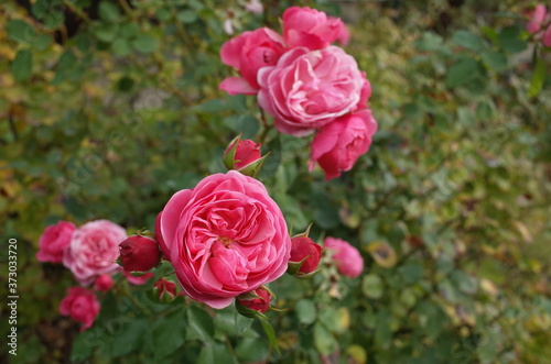 Light Pink Flower of Rose 'Bailando' in Full Bloom 
