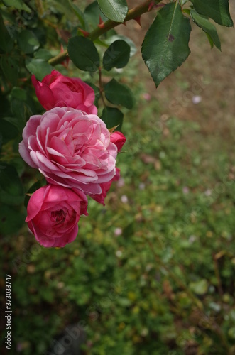 Light Pink Flower of Rose  Bailando  in Full Bloom 