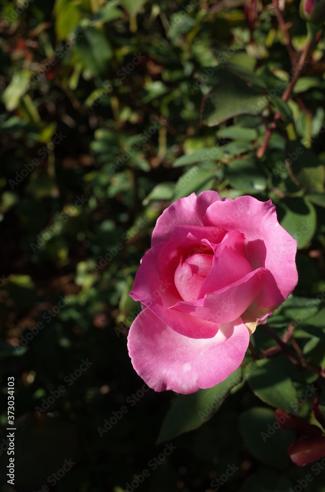 Light Pink Flower of Rose 'Beverly' in Full Bloom
