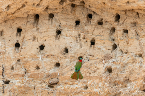  Red-throated bee-eater at a mass nesting site at Murchison falls national park, Uganda photo