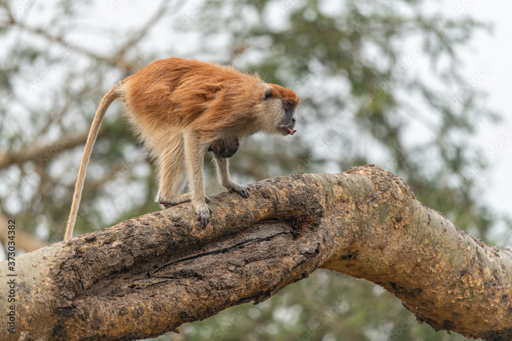 Side profile of a female patas monkey with baby and tongue out at Murchison falls national park, Uganda