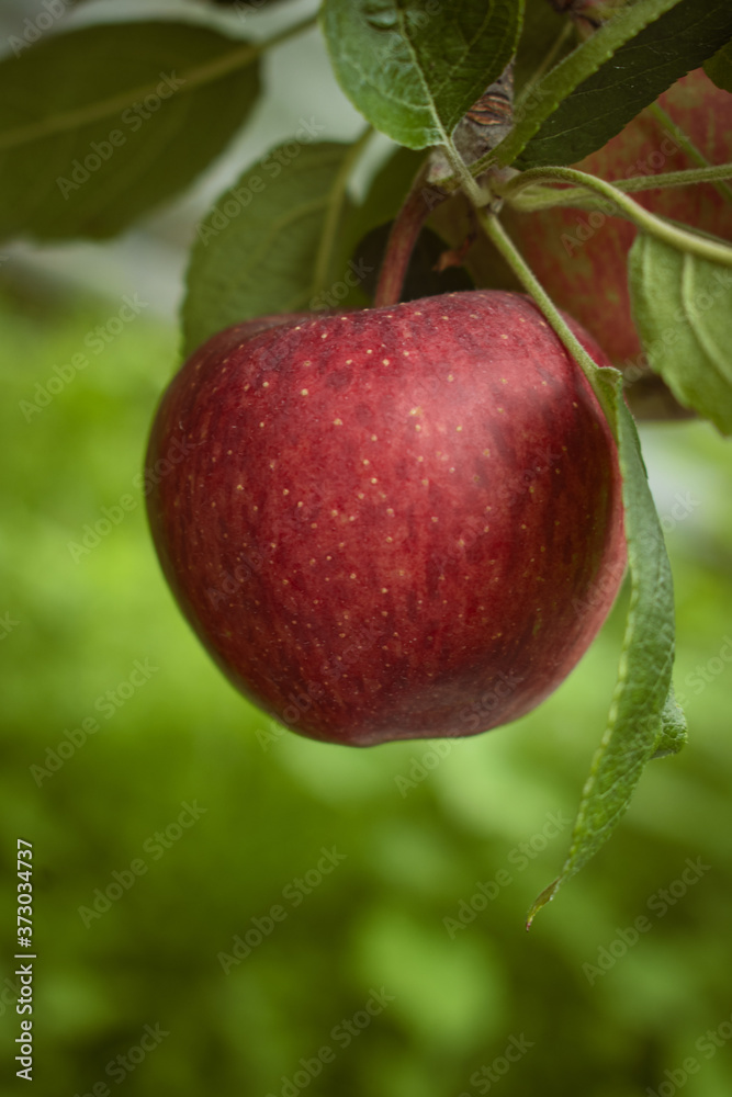 Fresh red apple on the tree. Fresh red apple on the tree.