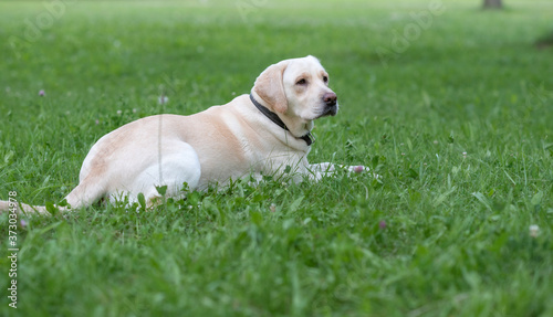 A fawn labrador lying on the grass in the park.