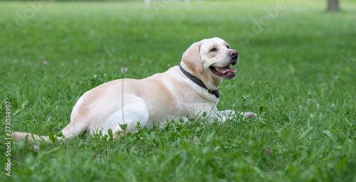 A fawn labrador lying on the grass in the park.