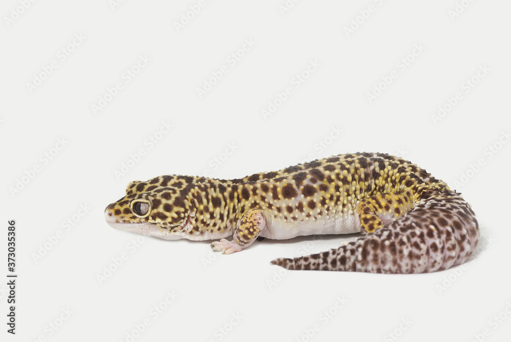 Leopard gecko isolated on white background Leopard gecko isolated on white background