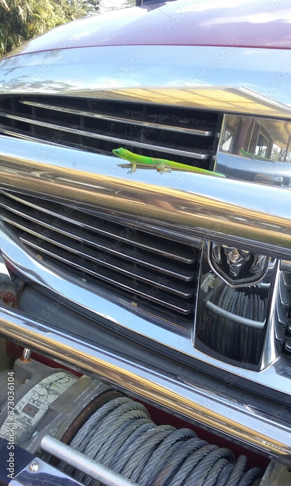 Lizard on a Bumper