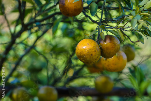 Natural organic orange fruit on tree in farm