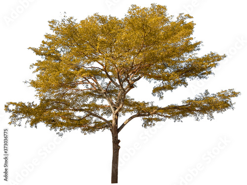 Autumn tree isolated on white background. Yellow red orange leaves. Suitable for use in architectural design or Decoration work. Used with natural articles both on print and website. © Nudphon