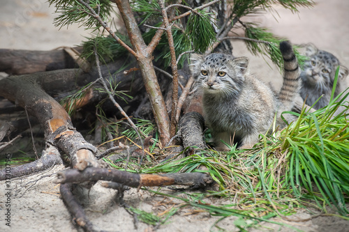 Pallas's cat (Otocolobus manul). Manul is living in the grasslands and montane steppes of Central Asia. Two little cute baby manul. Learning process. Small wild kitten. First steps
