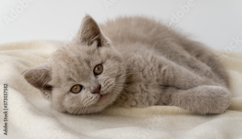 British shorthair cat. cat smoky colour. small cute kitten lies and looks forward