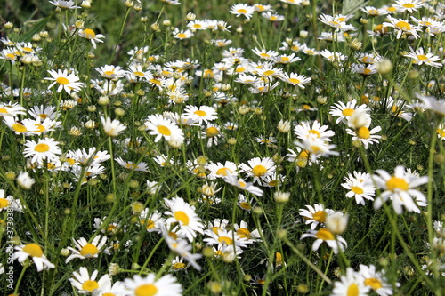 A field of pharmacy white daisies on a summer day