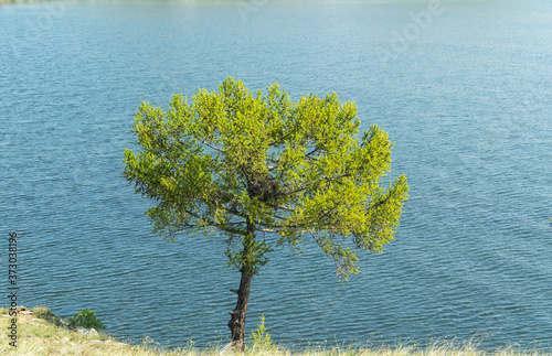 only larch tree on the background of the water surface of the lake.