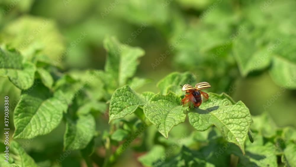 Colorado beetle ready to fly